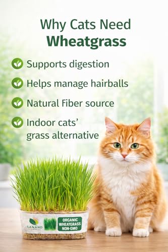 Image of Fresh Live Organic Wheatgrass - Ready to Eat Cat Grass for Indoor Cats & Pets | Grown Green Plant for Hairball Relief, Digestion & Teething | No Seeds, No Growing Needed