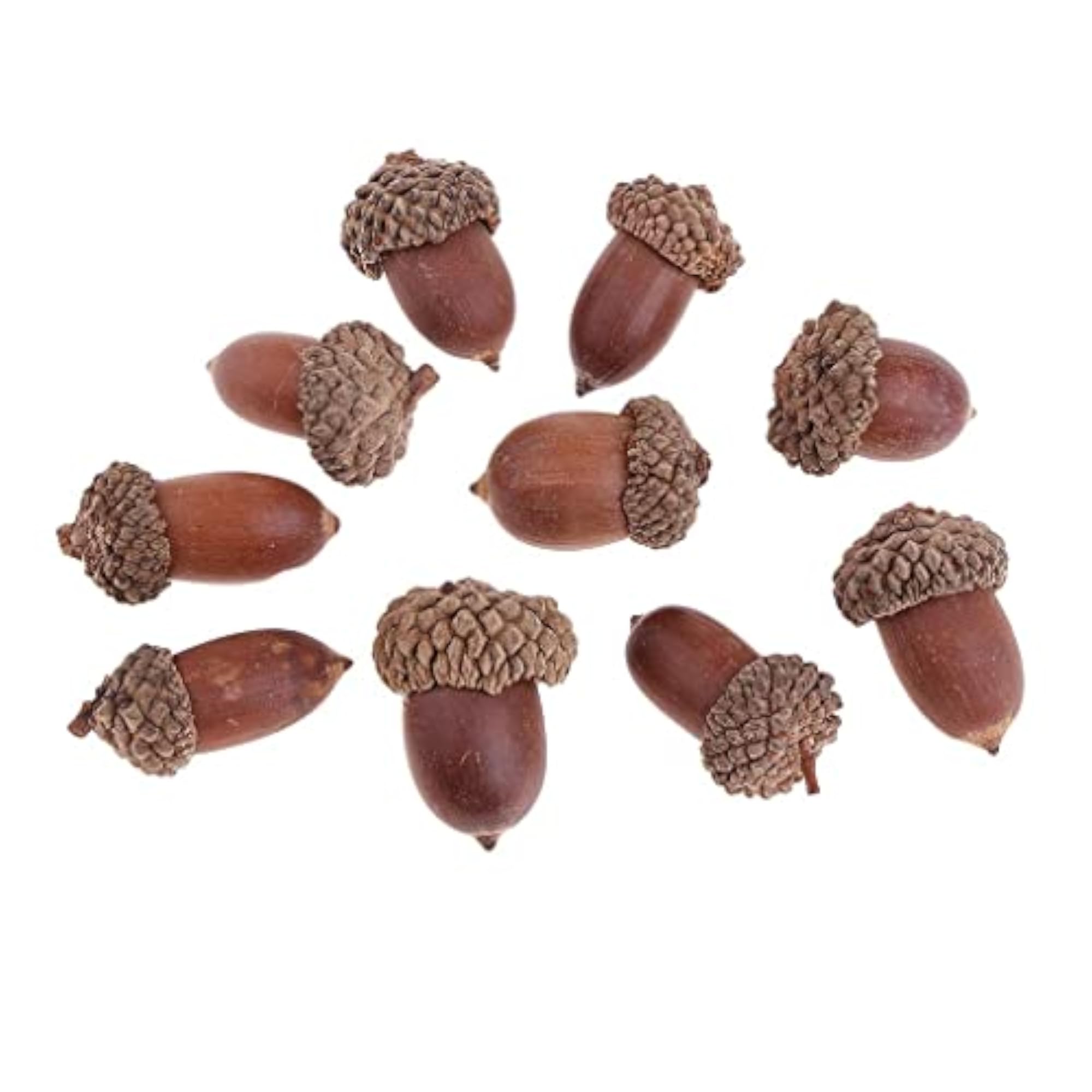 Rustic Natural Acorns Dried Table Decorations, 10 Pieces