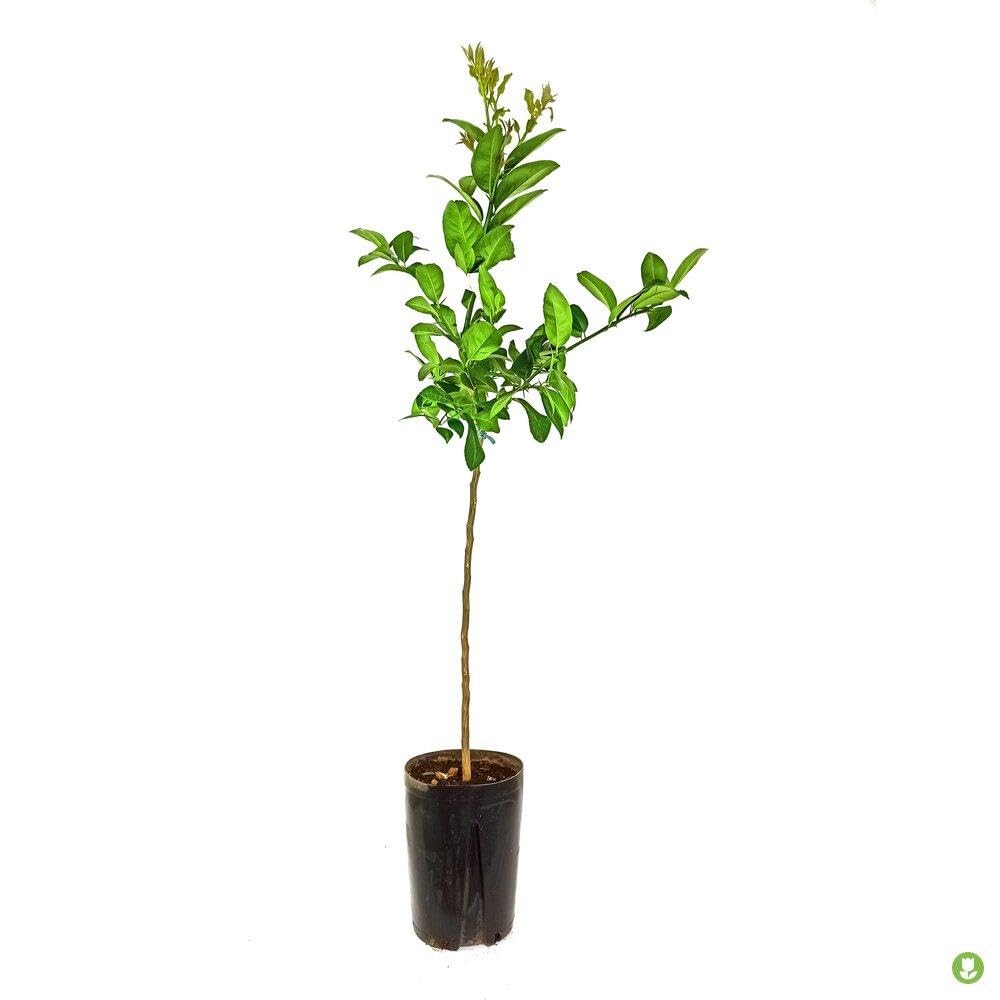 Planta Frutal citrico Lima Kaffir. Altura de 90-100 cm. Muy aromatico. Sus hojas muy usadas en cocina Tailandesa e Indonesia. Sus frutos rugosos ricos en aceites esenciales. Segura Garden.