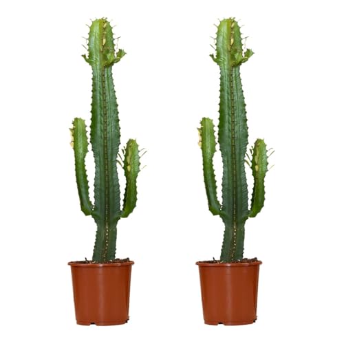 Bloomique - Set de 2 - Euphorbia acrurensis - Cactus vaquero - Cactácea - Planta de interior - 60-70 cm - Maceta 17 cm