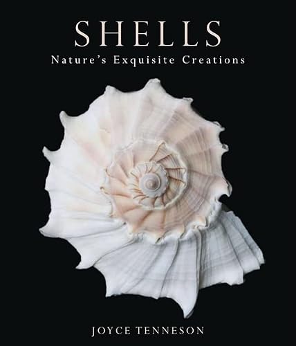 Shells: Nature's Exquisite Creations #TOP2