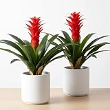 Vexillia Artificial Flowers for Outdoors, Fake Bromeliad Flowers, Real Touch Fake Plant, Fake Flower for Decor Living Room Home Office Desk, 18 inch, 2 Pcs No Pot (Red)