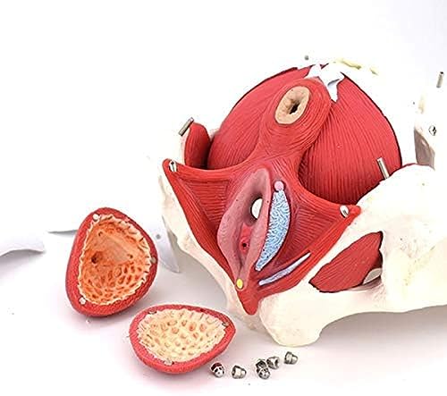 Modelo de pelve feminina em tamanho real - Modelo de esqueleto de pelve feminina - Modelo de anatomi