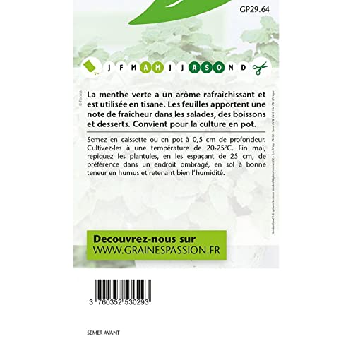 Culture Menthe Facile Graines De Menthe Marocaine Passion - Sachet De Graines Aromatiques - Pour Infusion Et Cuisine - Facile à Cultiver Culture Menthe Jardin