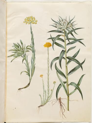 Cuadro Helichrysum Hans Simon Holtzbecker lienzo de alta definición 60x90cm