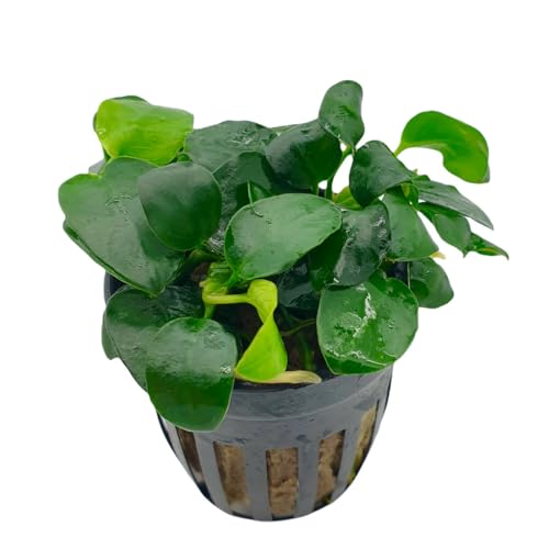 Anubias Topfpflanzen-Set – Bonsai, Hastifolia & Gracilis |Anubias Wasserpflanzen für Aquarium