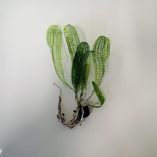 Exquisite Madagascar Lace Bulb (Aponogeton Madagascariensis) - Rare Aquatic Jewel for Freshwater Aquariums