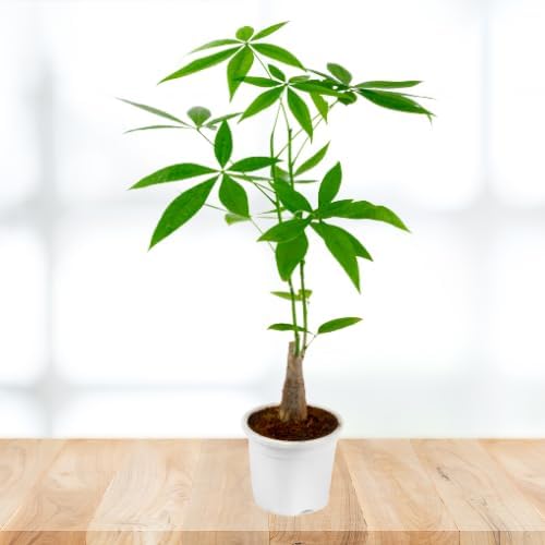 Greenursery Knotted Pachira Plant with White Pot, Home & Office Décor, Air Purifying, Easy Care, Lucky Plant, Plant for Gifting, Indoor & Outdoor Decoration (1)-picture-14