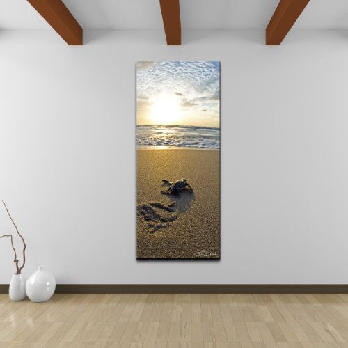 Ready2HangArt Baby Sea Turtle Coastal Contemporary Photograph Canvas Wall Art Print, 40 x 20 , Brown, Blue
