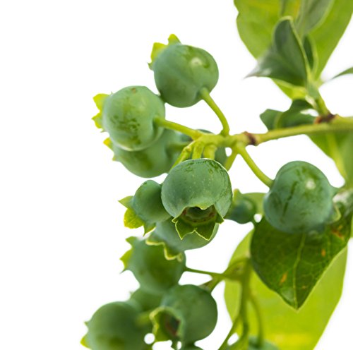 Pink Lemonade Blueberry (Rabbiteye) Live Plant - Vaccinium - Wellspring Gardens Starter Plant Pink Lemonade Blueberry (Rabbiteye) Live Plant - Vaccinium - Wellspring Gardens Starter Plant