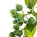 Blueberry Pink Lemonade Vaccinium Rabbiteye delicious fruit LIVE PLANT