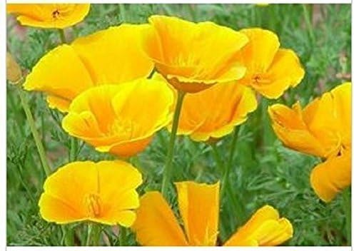 200 Graines Semence Fleur Coquelicot Pavot Californie coloris