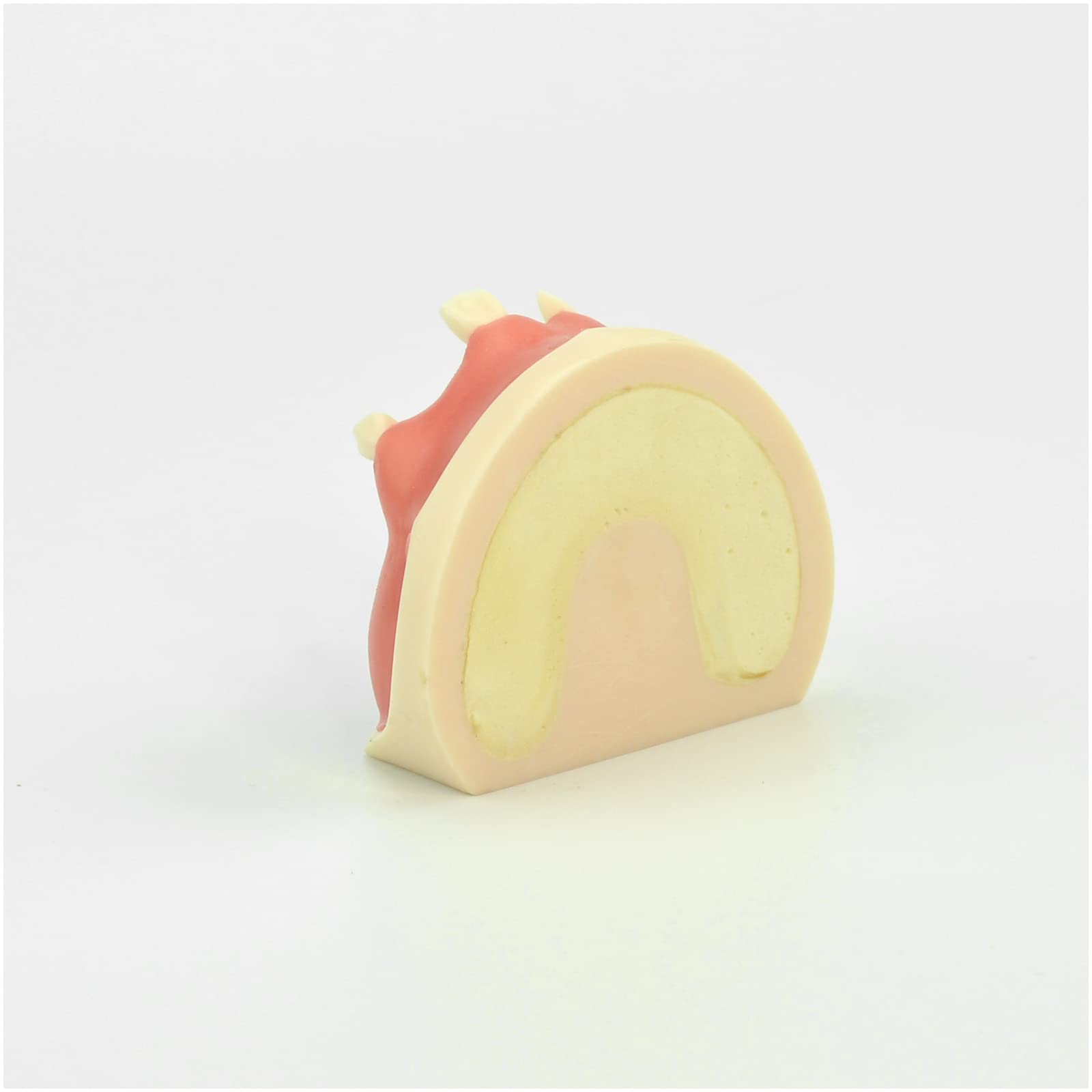 Modello di impianto Dentale mascellare - Modello di Studio Modello di Denti per Adulti - Modello didattico Esercizio di sutura implantare Otturazione mascellare Modello di Imp