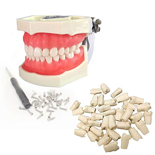 Dental Teeth Model Teaching Study Supplies ï¼ŒProfessional Standard Dental Anatomy Typodont Demonstration Teeth Model with 28pcs Disassemble Teeth for Teaching and Study(add 28pcs Teeth)