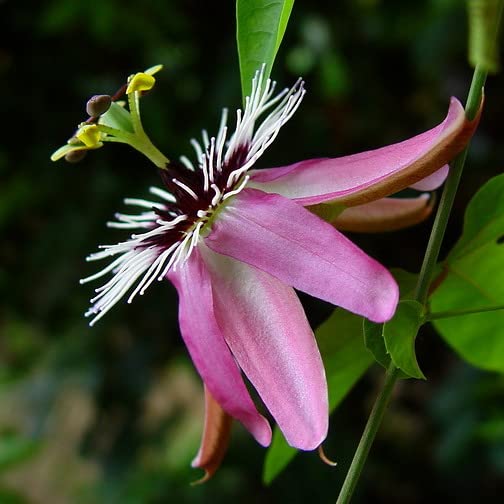 Vivai le Georgiche - Pianta vera di Passiflora "Victoria" Passiflora x caeruleoracemosa 'Victoria' Fiore della passione - vaso Ø 15 cm