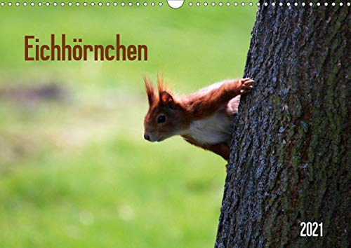 Preisvergleich Produktbild Eichhörnchen (Wandkalender 2021 DIN A3 quer)