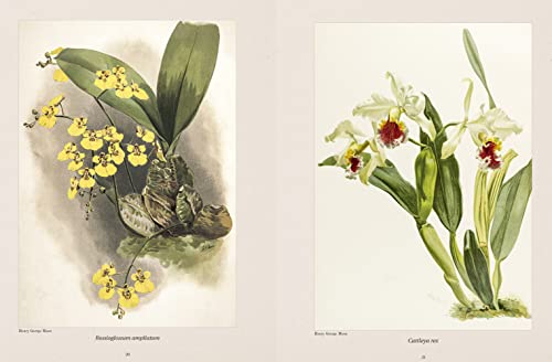 Orquídeas Ilustradas (Coleção 3 Volumes)