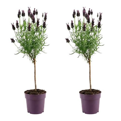Bloomique - Lot de 2 - Lavandula Stoechas Anouk - Lavande Papillon sur Tige - Rustique - Plante balcon - Plante jardin - Parfumée - Hauteur 20-30 cm - Pot 12...
