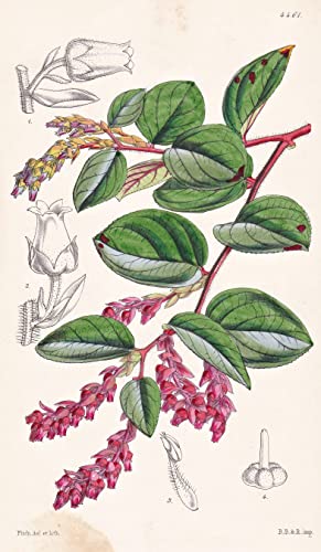 Gaultheria Bracteata. Bracteated Gaultheria. Tab. 4461 - Colombia Kolumbien / Pflanze Planzen plant plants / flower flowers Blume Blumen / botanical Botanik botany / aus 
