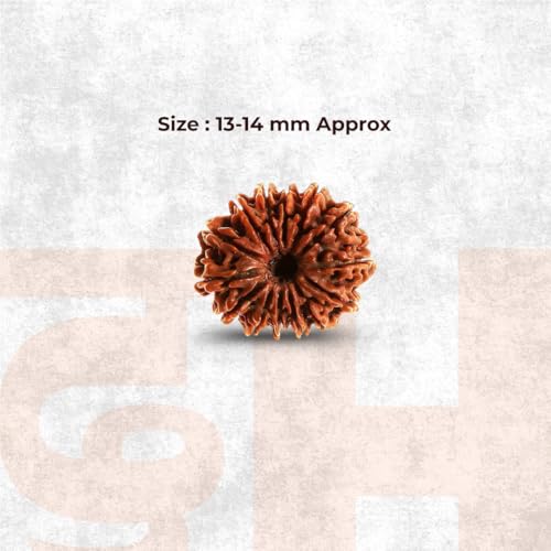 Image of Divine Hindu Original 14 Mukhi (Fourteen Face) Indonesia Rudraksha | Chaturdash Mukhi Rudraksh Bead for Meditation & Spiritual Growth | Natural Rudraksha for Men & Women | Prayer Bead for Success