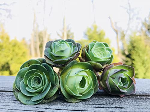 Micro Landscape Design Two Greenovia Mix - Mountain Rose -