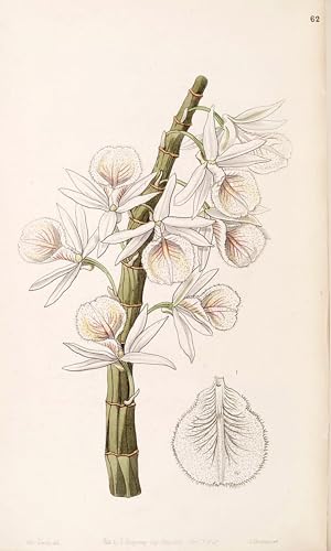 Toile Dendrobium Polyanthum Abstrait Peinture Pour Décoration Murale