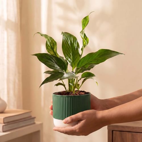 Image of Kyari Peace Lily Live Plant with Green Self Watering Pot 4 Inch - Peace Lily Indoor Live Plant with Pot for Home, Living Room, Bedroom, Office - Flowering Air Purifying Indoor Plant