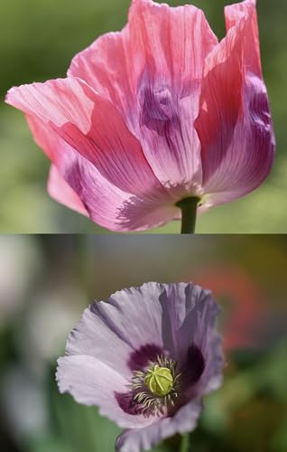 Poppy The Giant Flower Seeds - Papaver Somniferum Giganteum - 200 Seeds Mix Color White and Pink