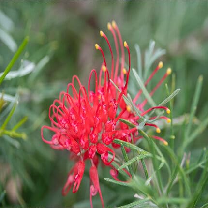 New Fresh 80pcs Grevillea Flower Seeds Red