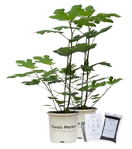 Chicago Hardy Fig - Includes Planting Kit (1 Gallon (2-Pack))