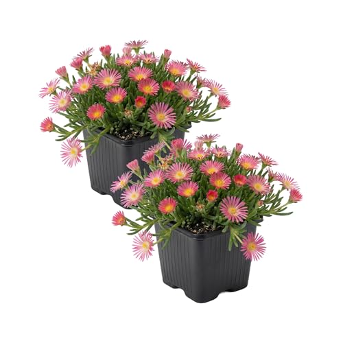 Live Delosperma Ice Plant 2-Pack – Pink Ice – Drought