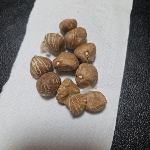 パキラの種 10粒 8 21採取