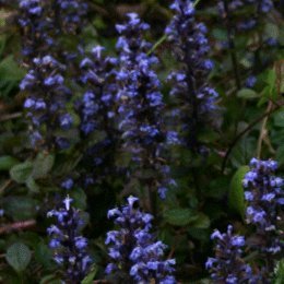 gardenexpertAjuga reptans 'Braunherz' 1 Litre Pot Size