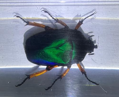 Image of 2.9 inch Real Unicorn Blue Green Chafer Beetle w /Golden Legs in Crystal Clear Lucite Resin Specimen Preserved Insect Bug Taxidermy Collection for Biology Science Education Desk Display Supplies