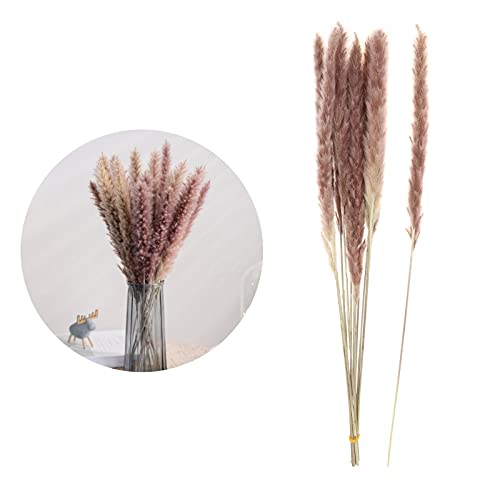 gazechimp de 35 Cm. de Pampa Seca Natural Phragmites Communis Flores Secas para Casa, Escritório, Ca