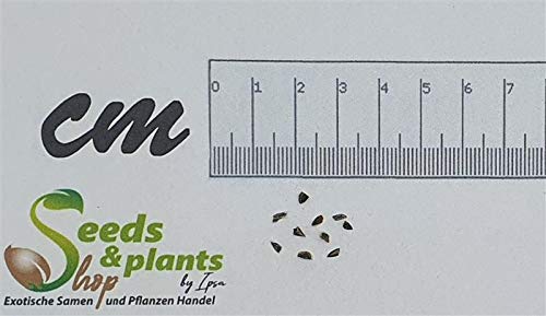 Pz - 10x Aloe Lineata Succulente Camera Garten Piante - Semi B635 - Seeds Plants Shop Samenbank Pfullingen Patrik Ipsa - Image 3