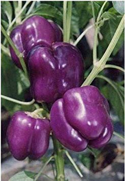 200 pc/Sacchetto di Pepe Semi di Peperoncino Rosso di Verdure fresche Rare Carolina Reaper Pepper Semi di ortaggi e Frutta Semi per Giardino di casa 12