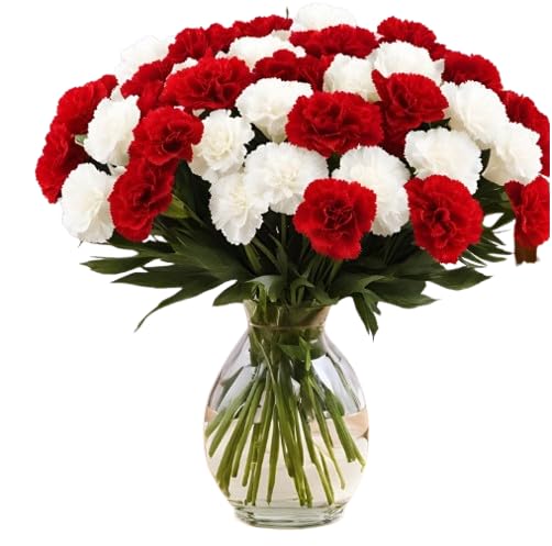 KaBloom - 12 Red And White Carnation With Vase - Fresh Flowers for Birthday, Valentine's & Mother's Day