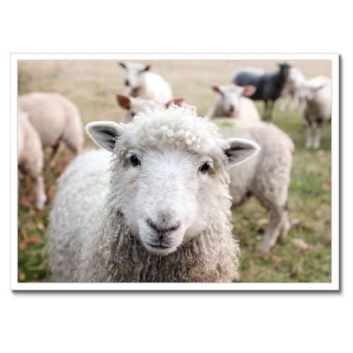 Moutons pâturant cadre noir decoration salon poster champêtre 70x50 cm