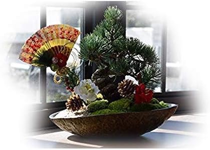 祝盆栽 五葉松盆栽 てなグッズや 信楽鉢入り 縁起の良い盆栽 育てる楽しみ