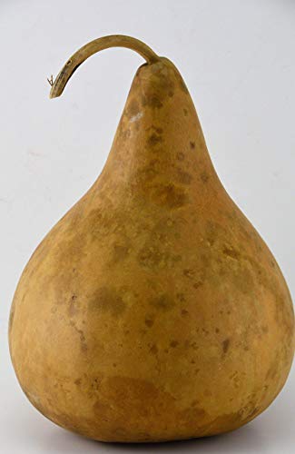 Gourd, Purple Martin, Dried and Ready for Crafting