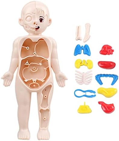 Kids Human Organs Model,Human Body Anatomy Model, Body Anatomy Play Set with 15 Removable Parts Heart Visceral Medical Nursing Preschool Learning Toys for Kids Home School 2