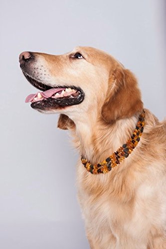 ilikeamber.com Bernsteinkette Hund, Zeckenschutz Katze & Hund, Bernsteinkette für Hunde & Katzen, 100% Baltischer Bernstein, Dog Collar