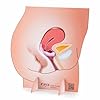 Medintim | Représentation de l'appareil génital féminin | Outil pédagogique pour l'anatomie de la femme #2