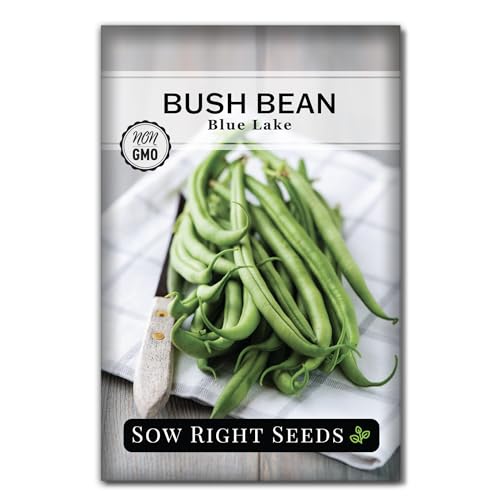 Sow Right Seeds - Blue Lake Bush Bean Seeds for Planting - Non-GMO Heirloom Packet with Instructions to Plant an Outdoor Home Vegetable Garden - Stringless Variety - Abundant Harvest (1)