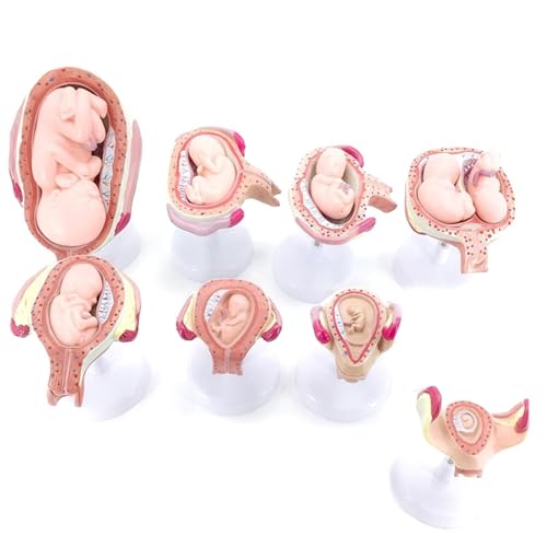 Education Model,Human Fetal Development Model 8 PCS Removable,Human Anatomical Embryonic Development Nurse Study