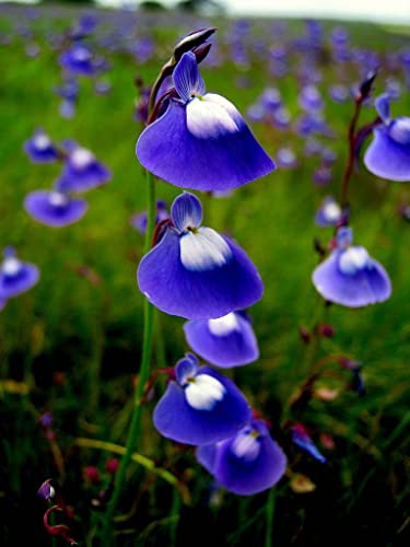 New Utricularia Flowers Seeds 200PCS Blue Generic New Utricularia Flowers Seeds 200PCS Blue Generic