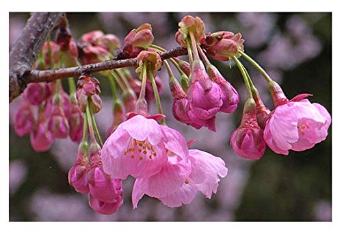 Amazon.co.jp: 陽光桜苗 別名紅吉野さくら花植木苗 地植え苗 1本