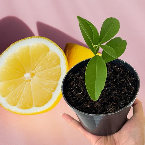 Starter Meyer Lemon Trees Live Plants in 4' Pot, 1 to 2 Inch Tall, Hardy Citrus Tropical Fruit, Yellow Lemon Lime Like