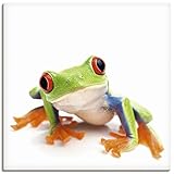 ARTland Leinwandbilder Wandbild Bild auf Leinwand 40x40 cm Tiere Frosch Natur Zoo Lustig Süß Modern T5WY